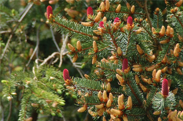 Picea abies